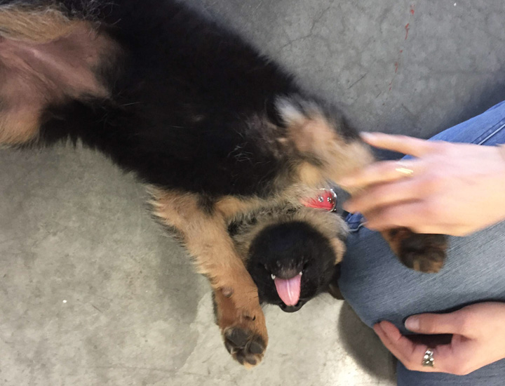 German Shepherd puppy cuddles