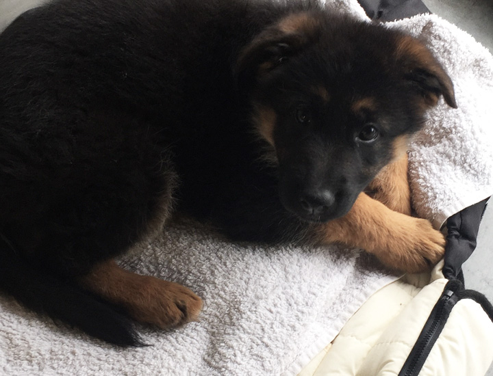German Shepherd puppy under desk